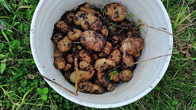 Henge potatoes